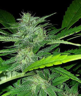 Puna Budder IBL