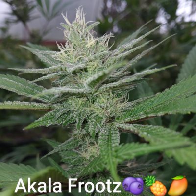 Akala Frootz