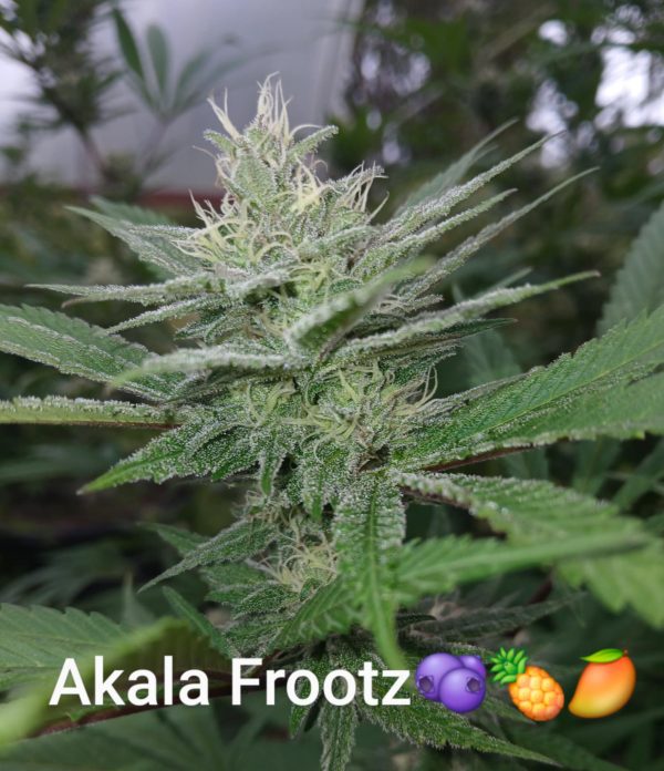 Akala Frootz - Image 3