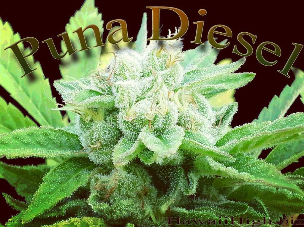 Puna Diesel Big Island Champion