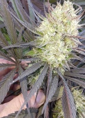 Garden Island Gold – Kauai Electric x Kona Gold