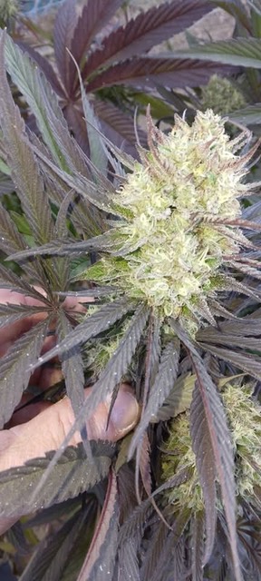 Garden Island Gold – Kauai Electric x Kona Gold