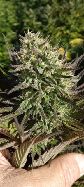 Hapa Hawaiian – Authentic Hawaiian Cannabis Seeds - Image 2