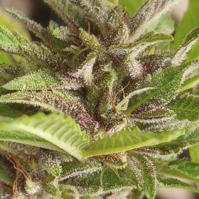 Hapa Hawaiian – Authentic Hawaiian Cannabis Seeds