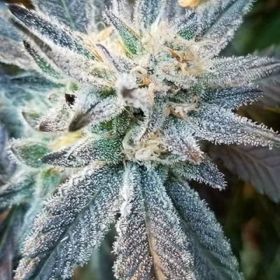 Puna Diesel Punch – Championship Puna Diesel Hybrid