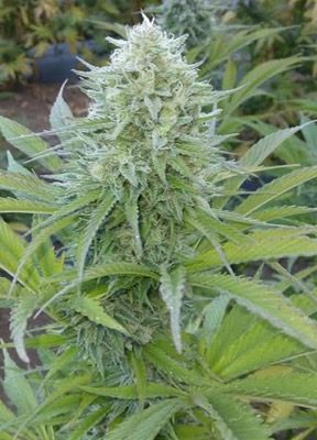 Razz Kush – Hawaiian Razz x Purple Kush (Jaeger Lineage)