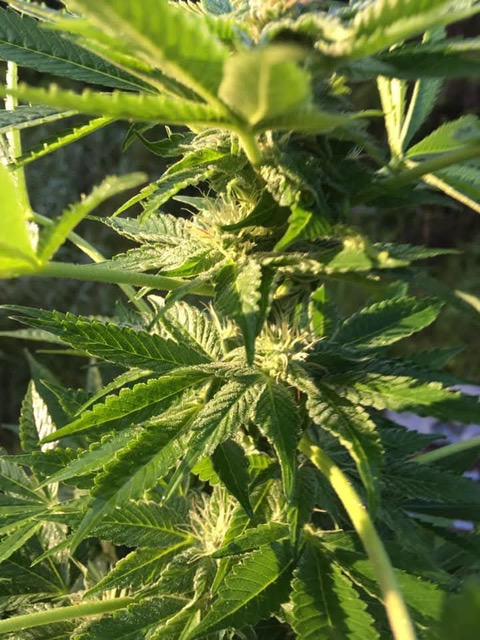 Royal Hawaiian Cannabis Seeds - Image 3