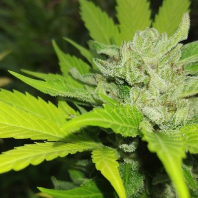 Royal Hawaiian Cannabis Seeds