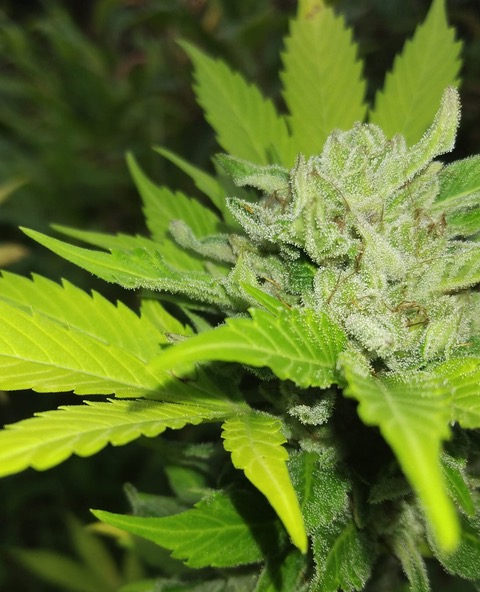 Royal Hawaiian Cannabis Seeds