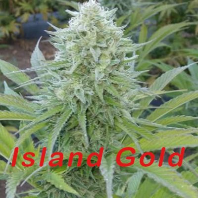 Garden Island Gold – Kauai Electric x Kona Gold
