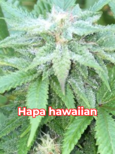 Hapa Hawaiian – Authentic Hawaiian Cannabis Seeds