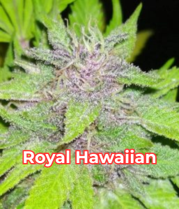 Royal Hawaiian Cannabis Seeds