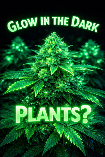 Glow-in-the-Dark Cannabis